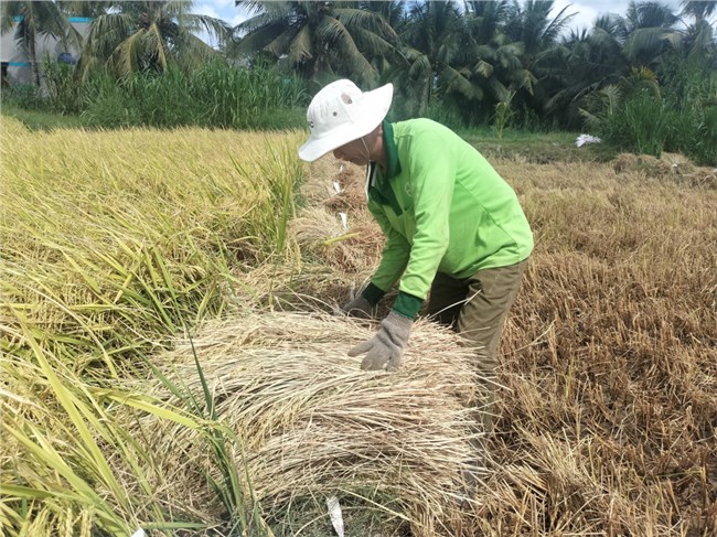 Bến Tre: Nông dân  trúng mùa, trúng giá vụ lúa Đông Xuân (21/02/2024)
